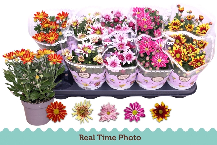 <h4>Chrysanthemum gemengd 2klr bloemen</h4>