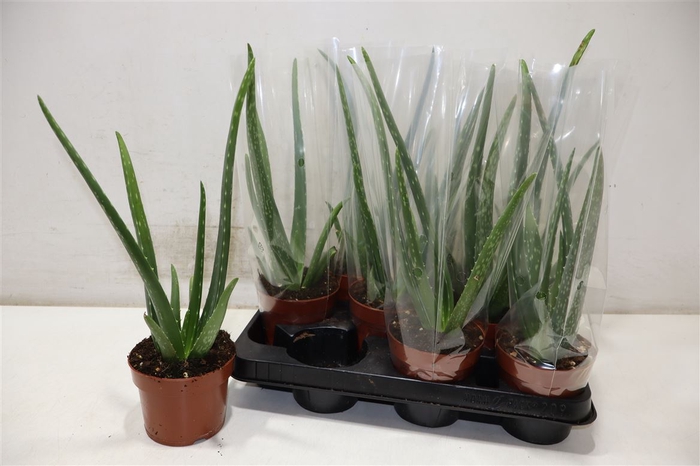 <h4>Aloe Vera</h4>