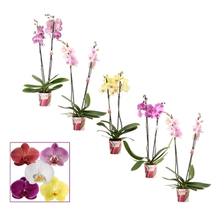 Phalaenopsis 2 tak 14+ mix (Scenza)