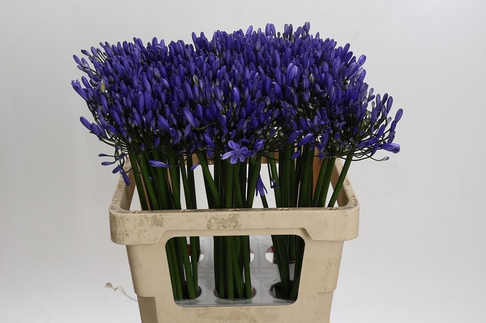 Agapanthus Uri