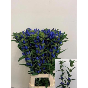 GENTI JUST BLUE