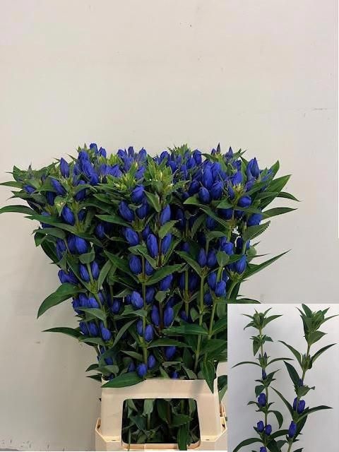 <h4>GENTI JUST BLUE</h4>