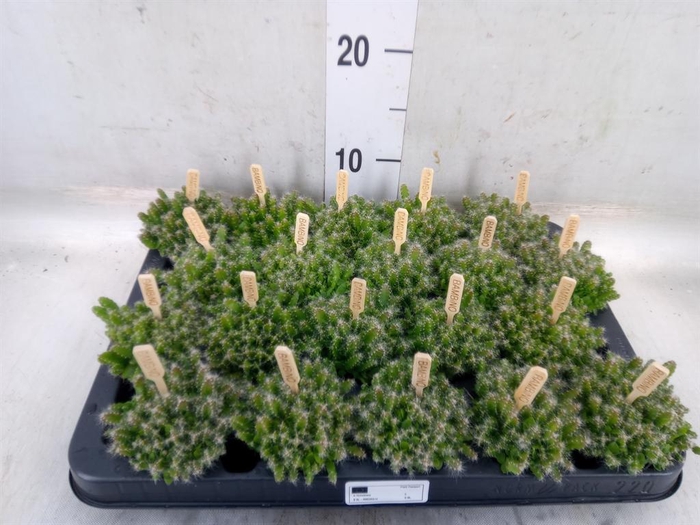 <h4>Hylocereus undatus</h4>