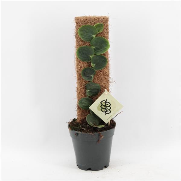 <h4>Rhaphidophora Celatocaulis</h4>