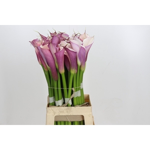 Zantedeschia Eydolls Purple White