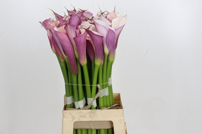 Zantedeschia Eydolls Purple White