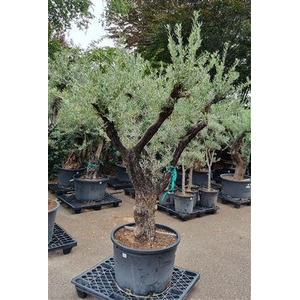 Olea Europaea Op Stam Vertakt P85 H280 Nr6
