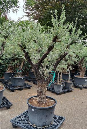 <h4>Olea Europaea Op Stam Vertakt P85 H280 Nr6</h4>