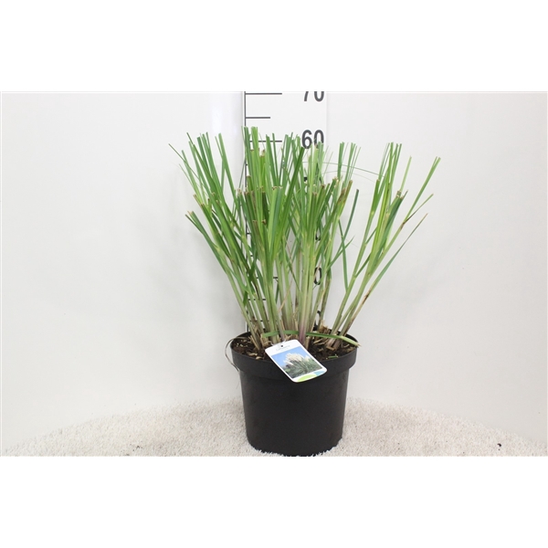 <h4>Cortaderia selloana P26 H60 potgekweekt</h4>