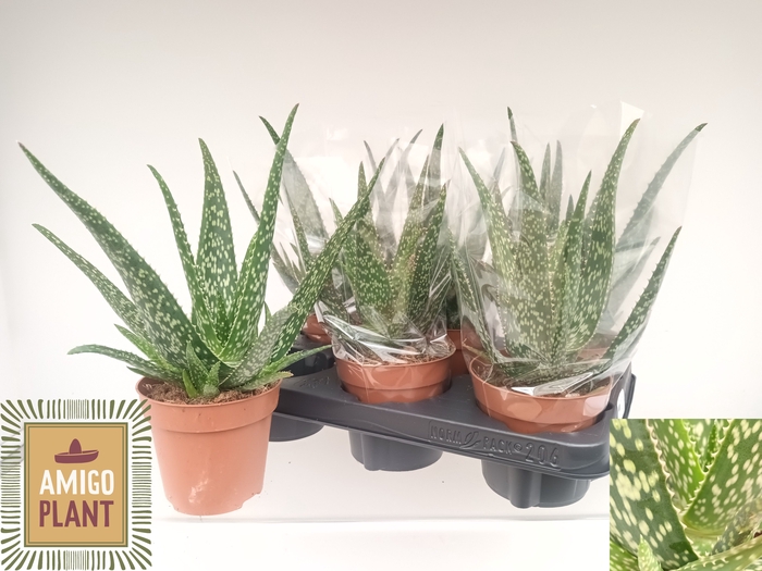 <h4>ALOE TROPICAL</h4>