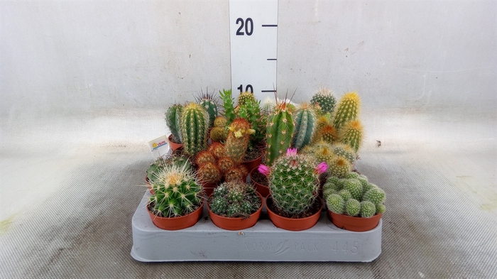 <h4>Cactus   ...mix</h4>