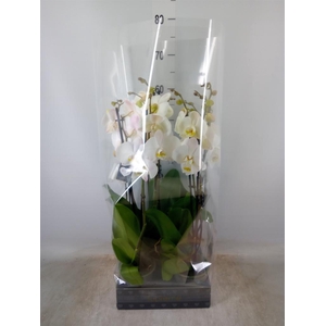 Phalaenopsis 'Ant Cambridge'