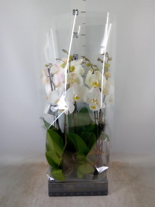 <h4>Phalaenopsis  'Ant Cambridge'</h4>