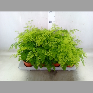 Adiantum raddi. 'Fragrans'