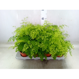Adiantum raddi. 'Fragrans'