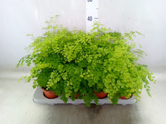 <h4>Adiantum raddi. 'Fragrans'</h4>