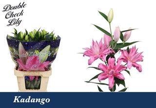 <h4>LI OR DU KADANGO</h4>