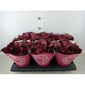 Begonia BD 'Kohala Red'