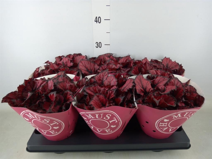 <h4>Begonia BD 'Kohala Red'</h4>