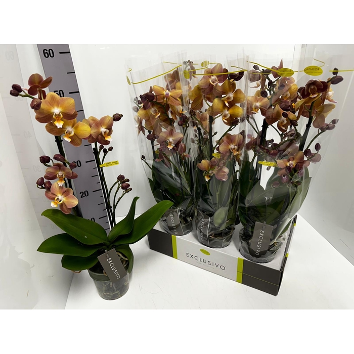 <h4>Phalaenopsis MF BO Colours Monaco 12Ø 45cm 2st 17f</h4>