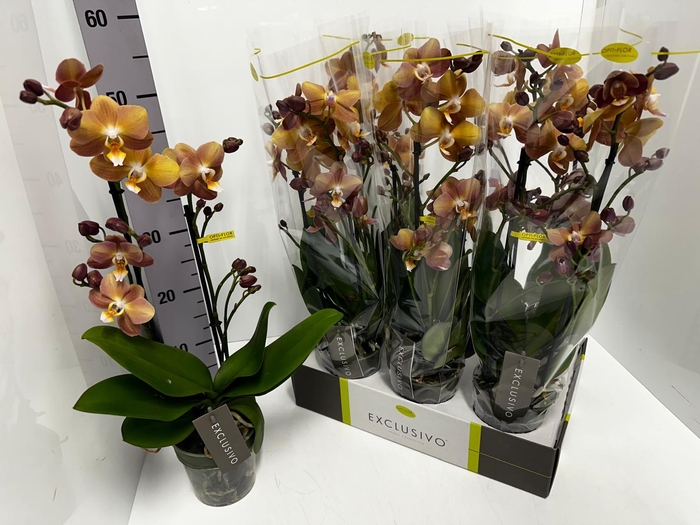 Phalaenopsis MF BO Colours Monaco 12Ø 45cm 2st 17f