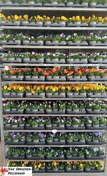 <h4>VIO CO MIXK</h4>