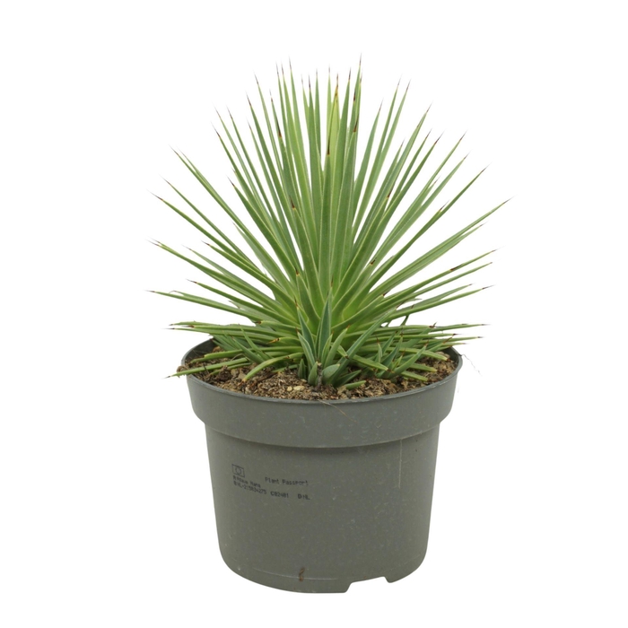 Agave stricta 'Nana'