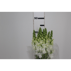 BOCA DE LEAO BRANCA 070 CM