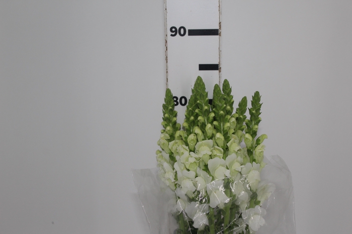 <h4>BOCA DE LEAO BRANCA 070 CM</h4>