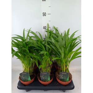 Dypsis lutescens   ...Chrysalidoca