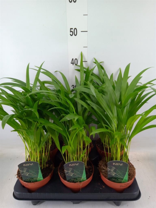 <h4>Dypsis lutescens   ...Chrysalidoca</h4>