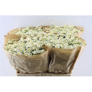 Tanacetum Single Vegmo