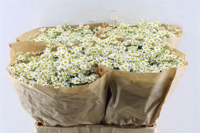 <h4>Tanacetum Single Vegmo</h4>