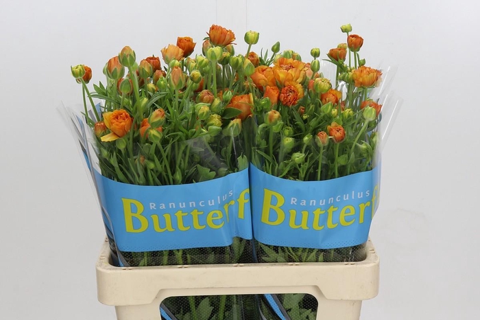 <h4>Ranunculus Butterfly Phosphorus</h4>