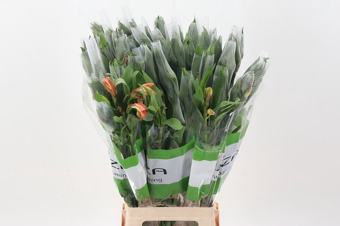 <h4>Alstroemeria  'Orange Queen'</h4>