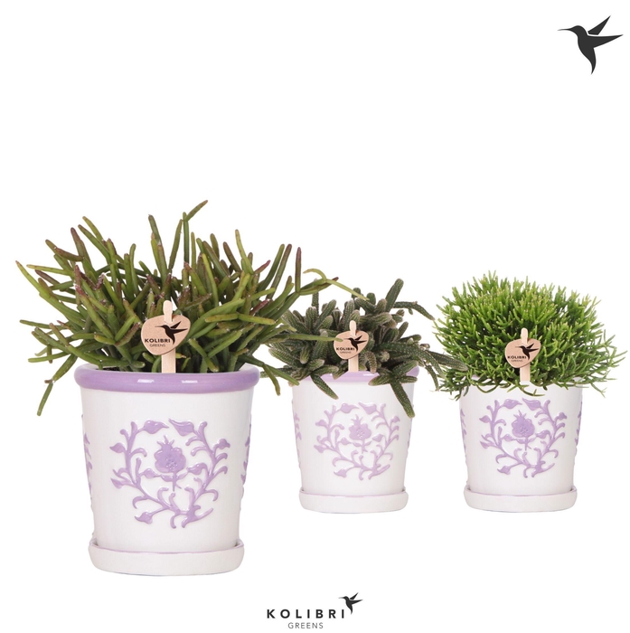 <h4>Kolibri Greens Rhipsalis mix in Malaga pot lila mix</h4>