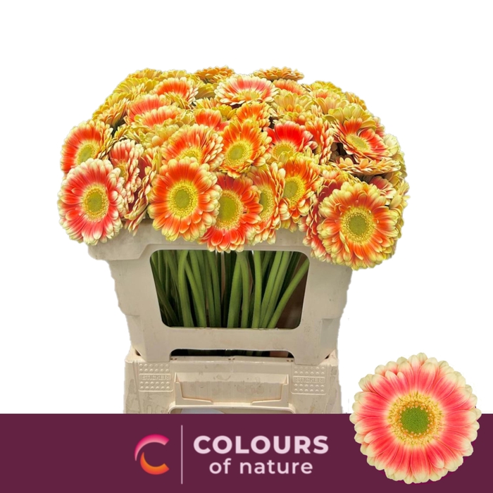 <h4>GE MI TOMPOUCE</h4>