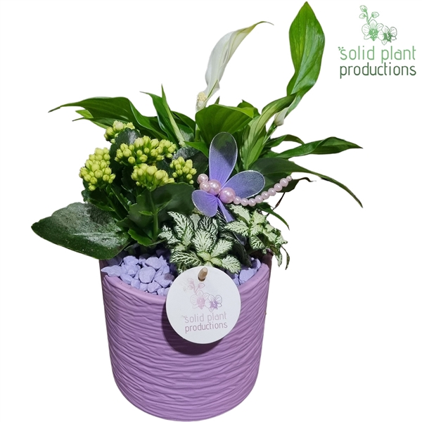 <h4>SP001 Amy Lila</h4>