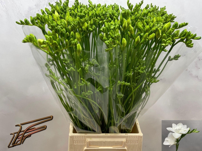 <h4>Freesia du Maestro</h4>