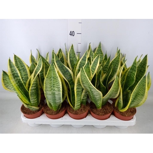 Sansevieria trifa. 'Futura Superba'