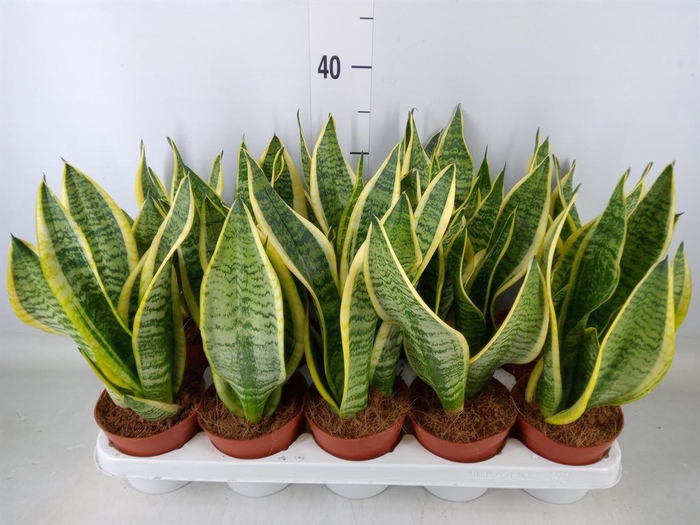 <h4>Sansevieria trifa. 'Futura Superba'</h4>