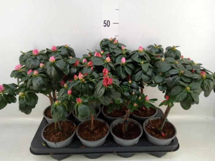 <h4>Rhododendron sim.   ...</h4>