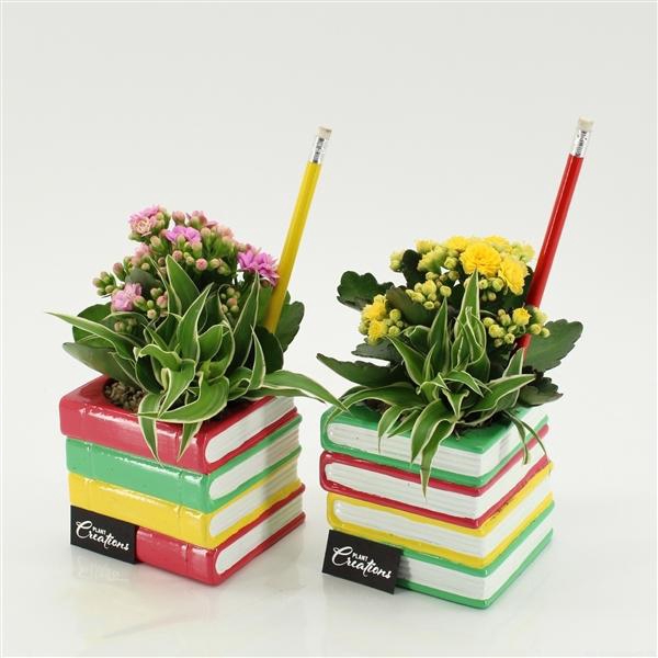 <h4>Arrangementen kamerplanten bloeiend 6%</h4>