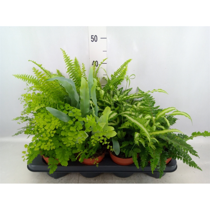 <h4>Ferns   ...mix</h4>