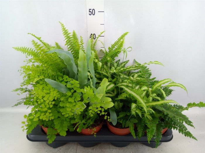 Ferns   ...mix