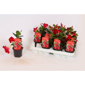 MANDE RIO PETITE RED