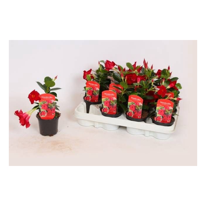 <h4>MANDE RIO PETITE RED</h4>