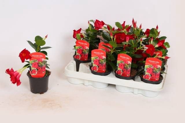 MANDE RIO PETITE RED