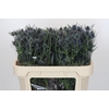 Eryngium Blue Dynamite