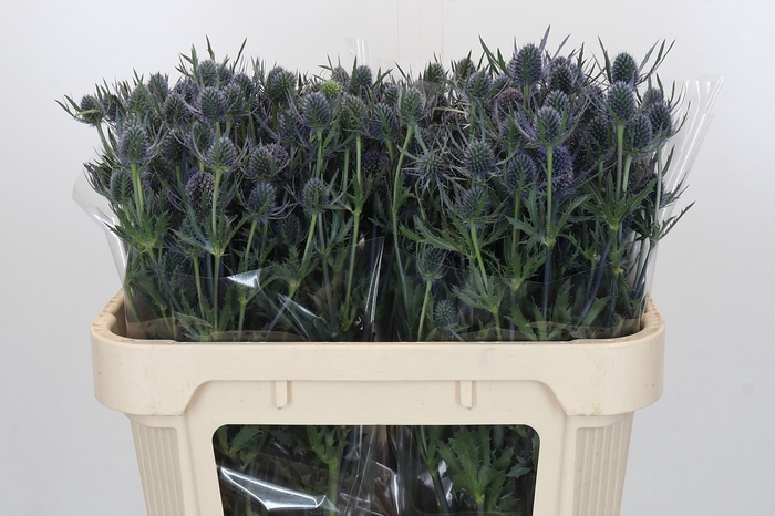 <h4>Eryngium Blue Dynamite</h4>